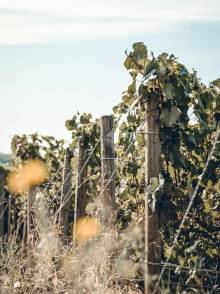 Vineyard - Wine growing at Champagne Maitre Geoffroy